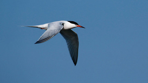 Roseate Tern